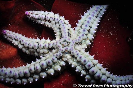 Spiny starfish (Marthasterias glacialis) - by Trevor Rees